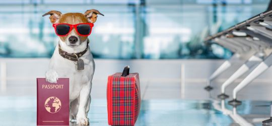 necesitas un pasaporte para perros para ir al sur de irlanda